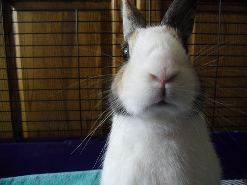  My bunny, Bruno