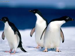  पेंगुइन Comparison