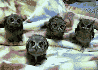  owl party