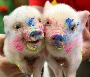  painting pigs