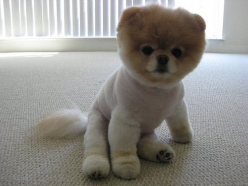  the cuttest dog in the world (Boo the dog)
