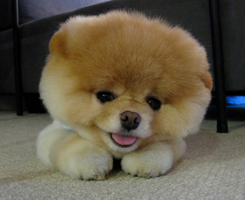  the cuttest dog in the world (Boo the dog)