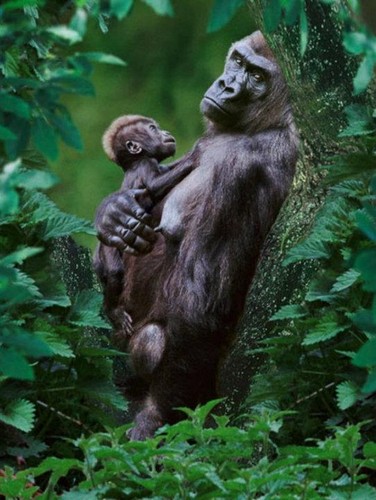 Gorilla And Her Baby 
