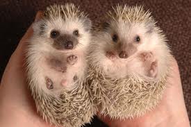 Jimmy and Bean the Hedgehogs