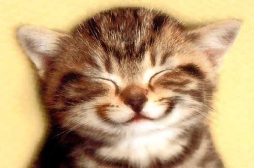  Kitty smile