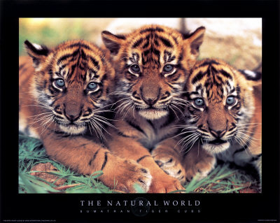  Tiger cubs