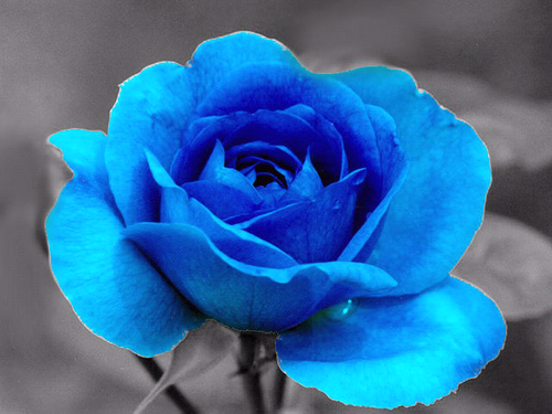  beautyful blue rose