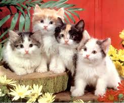  cute kitties