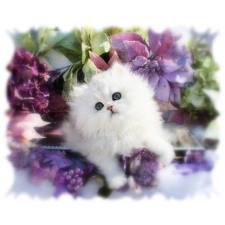 cute kitties - The Kitteh Club! Photo (31363654) - Fanpop
