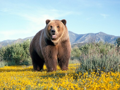  beruang wallpaper