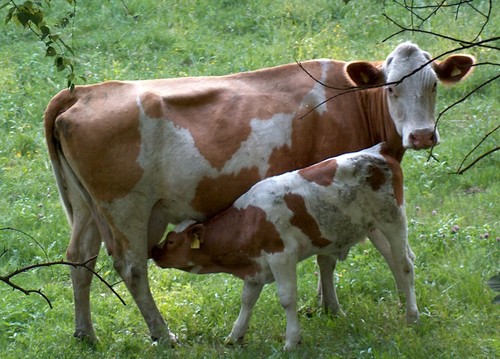  Cow and guya