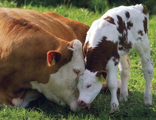 Cow and теленок