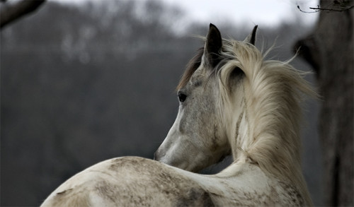  Horse