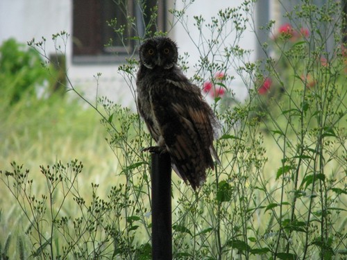 Owl in my back yard!