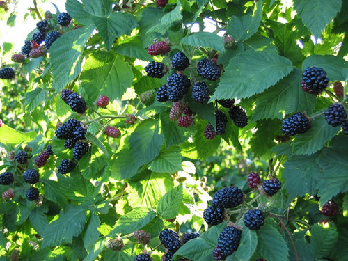  blackberries