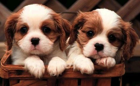  子犬 twins