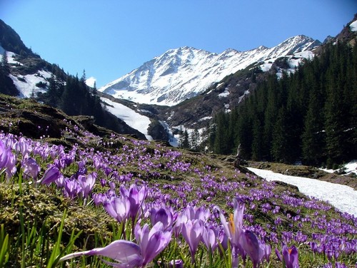  spring in the mountains