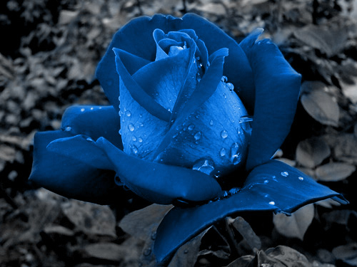 Blue Rose 
