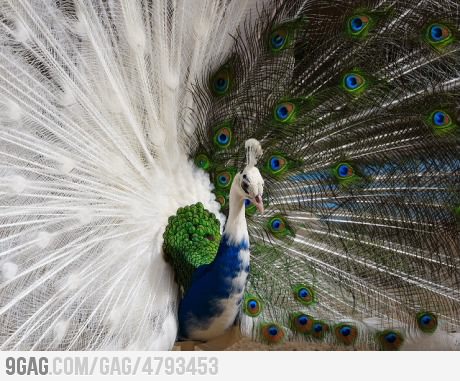  Half albino peacock