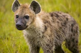  Hyena