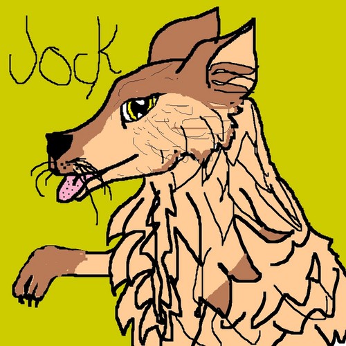 Jock the Alpha Wolf