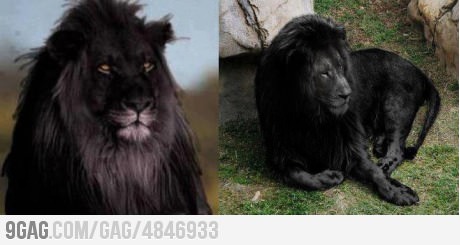  Last black lion on earth