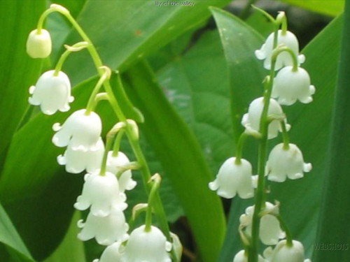 Lily of the valley, the national flower of my country Finland.:)