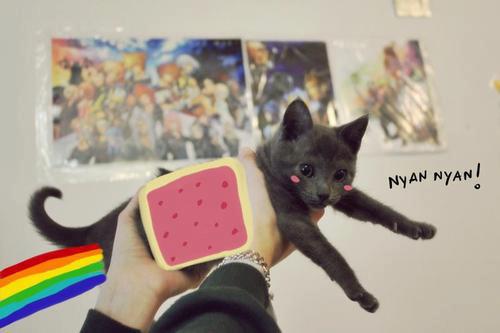  Nyan Cat Kitty