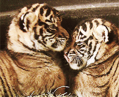  Tiger Cubs