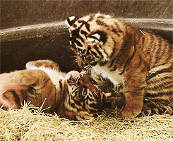 Tiger Cubs 