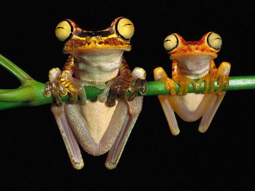  Two Frogs wallpaper