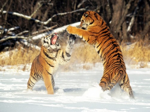  cat fight!;)