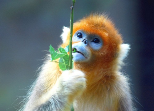  cute little monkey:)