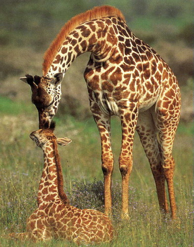  giraffes:)