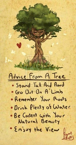  アドバイス from a tree! :)