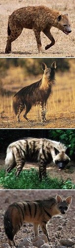  Different Hyenas