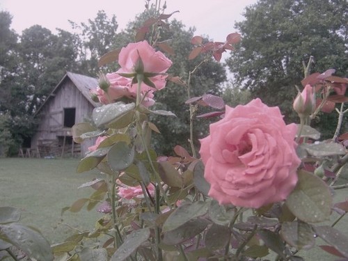  rose grange