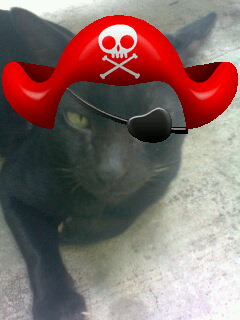  Pirate_black_cat