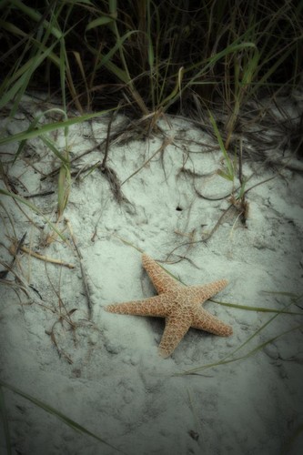 Starfish