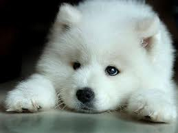  White serigala Pup