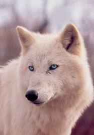 White Wolf With Blue Eyes