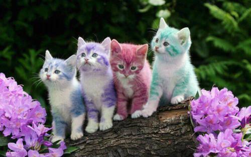  colorful बिल्ली के बच्चे