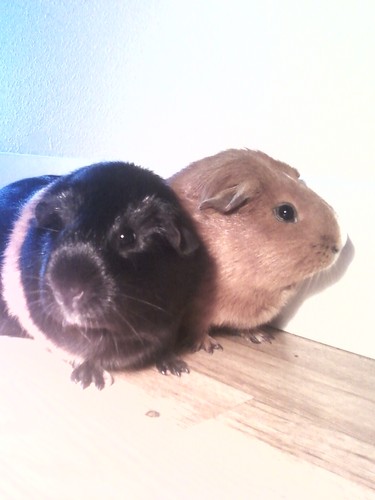  my baby g-pigs
