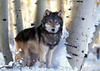  new serigala, wolf