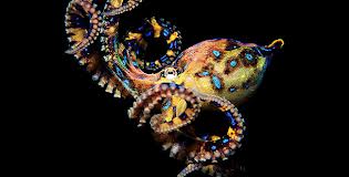  colorful octopus