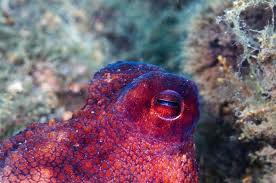  color changing octopus eye