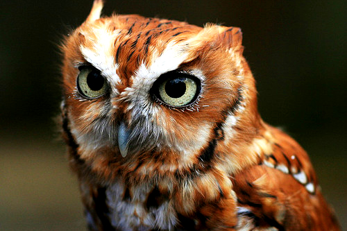  owl