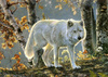  white 狼, オオカミ