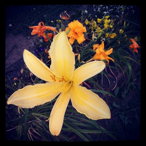  yellow lilly