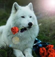  beatiful white 狼, オオカミ with バラ